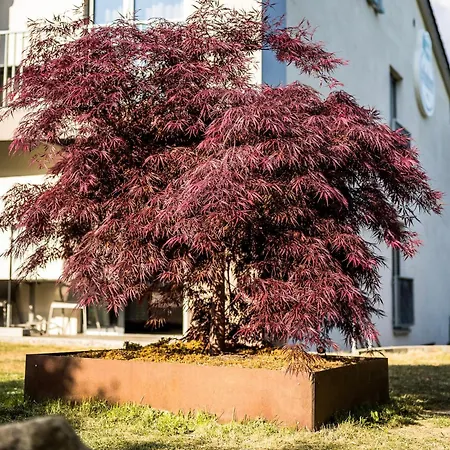Walhalla Zen Regensburg فندق